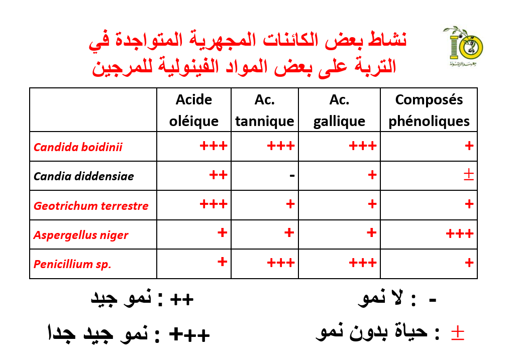 للذهب الأخضر سرٌّ أسود: 5 حقائق مفاجئة عن "مرجين" الزيتون - Image 3