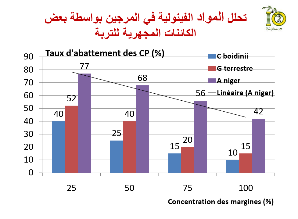 للذهب الأخضر سرٌّ أسود: 5 حقائق مفاجئة عن "مرجين" الزيتون - Image 4