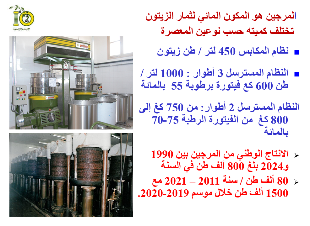 للذهب الأخضر سرٌّ أسود: 5 حقائق مفاجئة عن "مرجين" الزيتون - Image 6