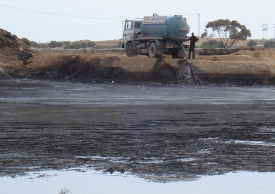 للذهب الأخضر سرٌّ أسود: 5 حقائق مفاجئة عن "مرجين" الزيتون