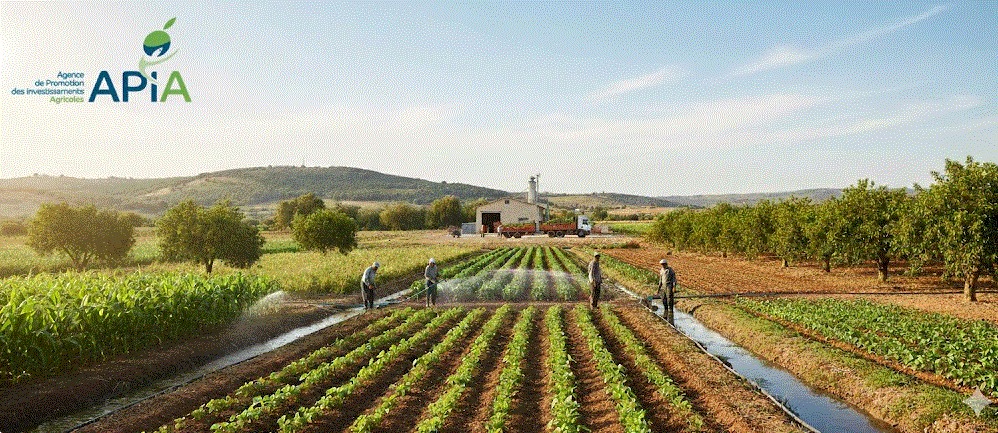 فرصة استثمارية للمشاريع الفلاحية بتونيس